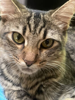 Rescue Domestic Short Hair Cats for Adoption in Elmsford, New York - Athena | PetCurious