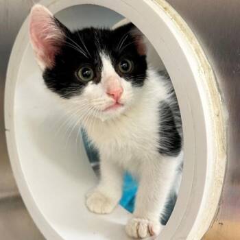 Domestic Short Hair Cats Available for Adoption in Walnut Creek, California - Doc | PetCurious