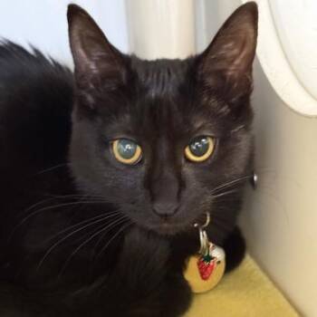 Domestic Short Hair Cats Available for Adoption in Lansing, Michigan - Kinsley | PetCurious