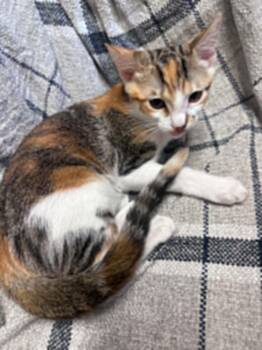 Jelly Bean -  Calico Cat for Adoption in Trophy Club, Texas - Jelly Bean | PetCurious