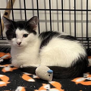 Rescue Domestic Short Hair Cats for Adoption in Durham, North Carolina - Archie | PetCurious