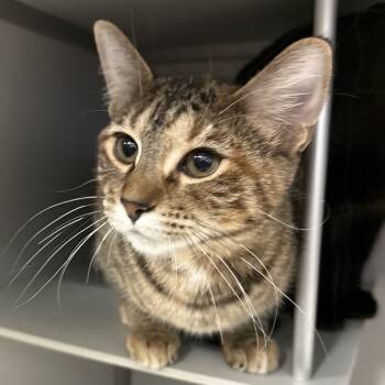 Rescue Domestic Short Hair Cats for Adoption in Bismarck, North Dakota - Rikku | PetCurious