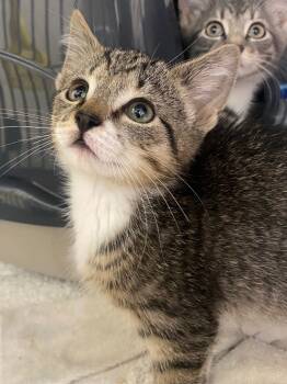 Rescue Domestic Short Hair Cats for Adoption in Pomona, New York - George | PetCurious