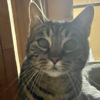 Rescue Domestic Short Hair Cats for Adoption in Jurupa Valley, California - Girlfriend | PetCurious