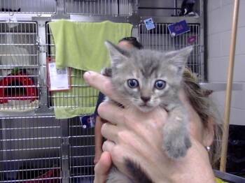 A185765 -  Domestic Short Hair Cat for Adoption in Pasadena, Texas - A185765 | PetCurious