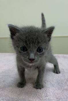 Quincy -  Domestic Short Hair Cat for Adoption in Healdsburg, California - Quincy | PetCurious