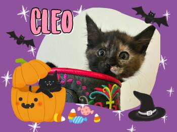 Cleo -  Tortoiseshell Cat for Adoption in Pasco, Washington - Cleo | PetCurious