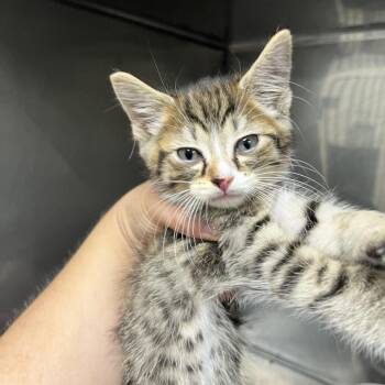 Bongo -  Domestic Short Hair Cat for Adoption in Birmingham, Alabama - Bongo | PetCurious