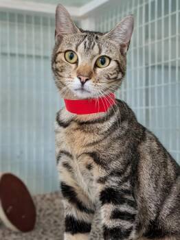 Domestic Short Hair Cats Available for Adoption in Kingsland, Georgia - Doll Face | PetCurious