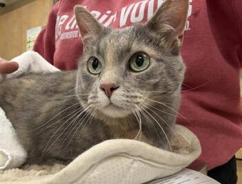 KITTY PRINCESS -  Domestic Short Hair Cat for Adoption in Aliquippa, Pennsylvania - KITTY PRINCESS | PetCurious