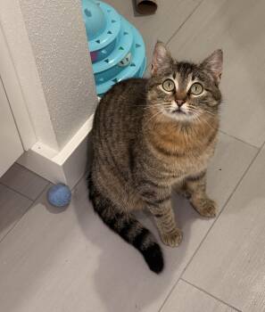 Lacy Snugglebeans -  Domestic Short Hair Cat for Adoption in Kirkland, Washington - Lacy Snugglebeans | PetCurious