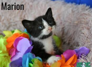 Marion -  Domestic Short Hair Cat for Adoption in Fort Mill, South Carolina - Marion | PetCurious