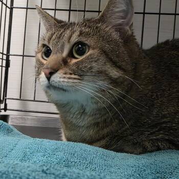 Domestic Short Hair Cats Available for Adoption - Kibbers | PetCurious