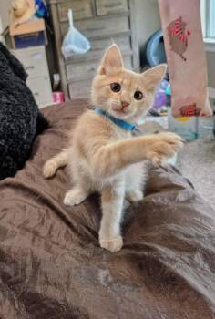 Peach -  Domestic Medium Hair Cat for Adoption in Liverpool, Texas - Peach | PetCurious