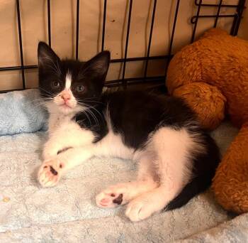 Judge Judyfur -  Tuxedo Cat for Adoption in Jurupa Valley, California - Judge Judyfur | PetCurious
