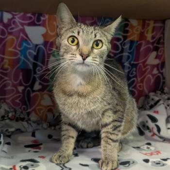 Avera -  Domestic Long Hair Cat Available for Adoption - Avera | PetCurious