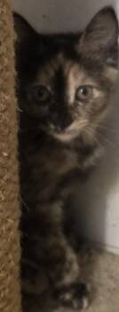 Kaylynn -  Domestic Short Hair Cat for Adoption in Verona, Wisconsin - Kaylynn | PetCurious