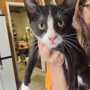 Socks -  Domestic Short Hair Cat for Adoption in Hattiesburg, Mississippi - Socks | PetCurious