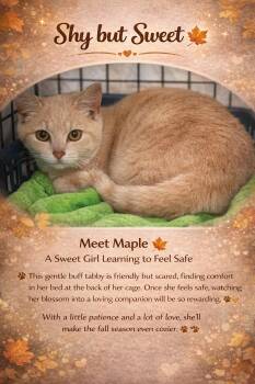 Tabby Cats Available for Adoption in Greenville, Delaware - Maple (FCID# 04/09/2026 - 17 Trainer) | PetCurious
