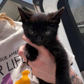 Domestic Medium Hair and Domestic Short Hair Cats Available for Adoption in Marshall, Texas - Black Diamond | PetCurious