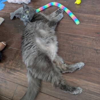 Nebelung Cats Available for Adoption - Meredith | PetCurious