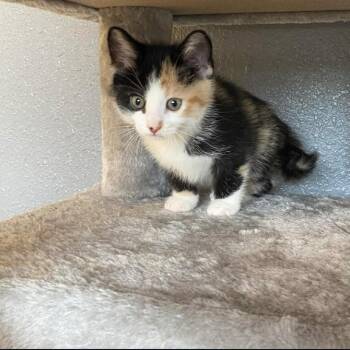 Domestic Short Hair Cats Available for Adoption in Nevada, Missouri - Tess | PetCurious