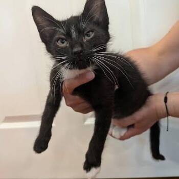 Domestic Short Hair Cats Available for Adoption in South Elgin, Illinois - Aldous | PetCurious