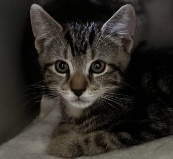 Maxim in Foster care -  Domestic Short Hair Cat for Adoption in Honesdale, Pennsylvania - Maxim In Foster Care | PetCurious