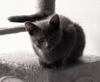Basil -  Domestic Short Hair Cat for Adoption in Troy, Michigan - Basil | PetCurious
