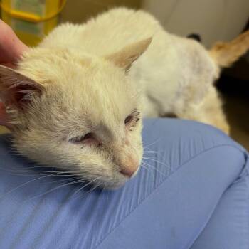 Domestic Short Hair Cats Available for Adoption - Albus | PetCurious