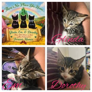 Wizard of Oz Kittens -  American Shorthair Cat for Adoption in Port St. Lucie, Florida - Wizard Of Oz Kittens | PetCurious