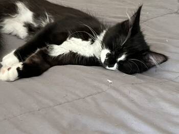 Penelope -  American Shorthair Cat for Adoption in Hull, Massachusetts - Penelope | PetCurious