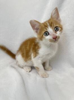 Squash -  Domestic Short Hair Cat for Adoption in Greensboro, North Carolina - Squash | PetCurious