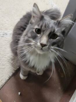 Simba -  Domestic Long Hair Cat for Adoption in Pocatello, Idaho - Simba | PetCurious