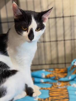 Yoda -  Domestic Short Hair Cat for Adoption in Walnut Creek, California - Yoda | PetCurious