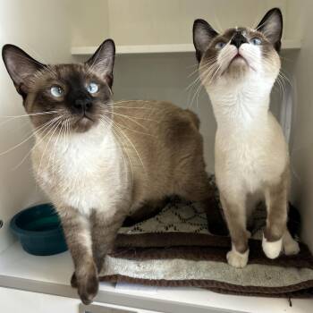 Dr. Bunson & Honeydew Scooter (Bonded) -  Siamese Cat for Adoption in La Grange Park, Illinois - Dr. Bunson & Honeydew Scooter (Bonded) | PetCurious