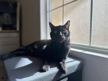 Professor Fuzzbottom -  Domestic Short Hair Cat for Adoption in Chandler, Arizona - Professor Fuzzbottom | PetCurious
