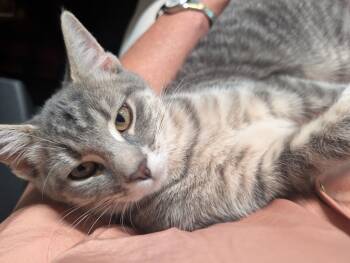 Rescue Domestic Short Hair Cats for Adoption in Youngsville, North Carolina - Smile25 | PetCurious