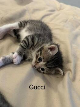 Domestic Short Hair Cats Available for Adoption in Hamilton, Ohio - Gucci | PetCurious