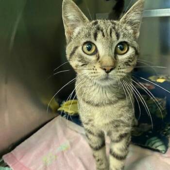 Lillian Lentil -  Domestic Short Hair Cat for Adoption in Dayton, Ohio - Lillian Lentil | PetCurious
