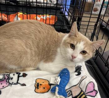 Champ -  Domestic Short Hair and Tabby Cat for Adoption in League City, Texas - Champ | PetCurious