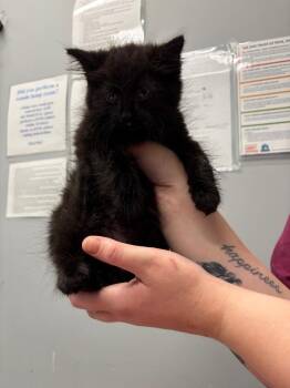 Chard -  Domestic Short Hair Cat for Adoption in Bloomington, Indiana - Chard | PetCurious