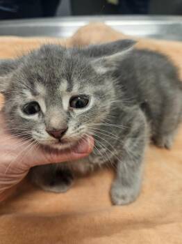 Candy Fluff -  Domestic Short Hair Cat Available for Adoption in Bloomington, Indiana - Candy Fluff | PetCurious