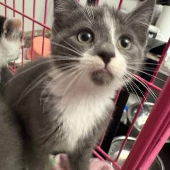 Rescue Domestic Short Hair Cats for Adoption in Fredericton, New Brunswick - Maddison | PetCurious