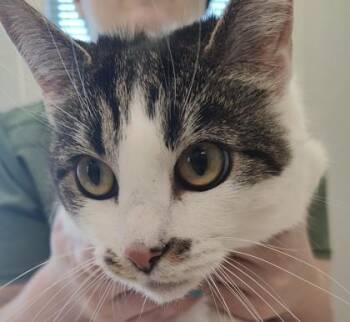 Domestic Short Hair Cats Available for Adoption in Lafayette, Indiana - Gretta | PetCurious