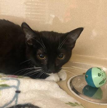 Domestic Short Hair Cats Available for Adoption - Polette | PetCurious