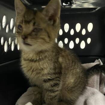 72672 -  Domestic Short Hair Cat for Adoption in Harrisonburg, Virginia - 72672 | PetCurious