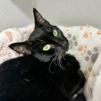 Peter -  Domestic Short Hair Cat for Adoption in Atlanta, Georgia - Peter | PetCurious