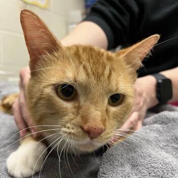 Domestic Short Hair Cats Available for Adoption in Murray, Utah - Mufasa | PetCurious