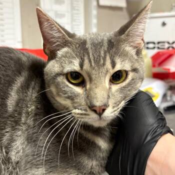 Abalone -  Domestic Short Hair Cat for Adoption in Yuma, Arizona - Abalone | PetCurious